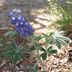 Lupinus argenteus palmeri