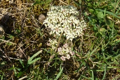 Seseli annuum