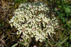 Seseli annuum