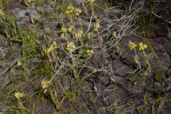 Pterygodium acutifolium