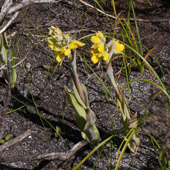 Pterygodium acutifolium