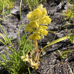 Pterygodium acutifolium