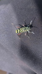 Xylotrechus quadripes