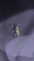 Xylotrechus quadripes