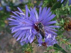 Boreocoelioxys