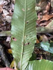 Lastreopsis poecilophlebia