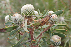 Leucadendron galpinii