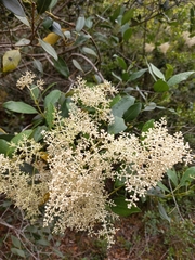 Olea capensis capensis