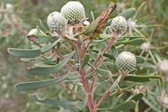 Leucadendron galpinii