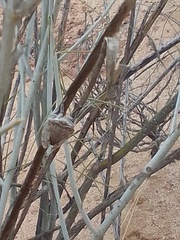 Cicadoidea