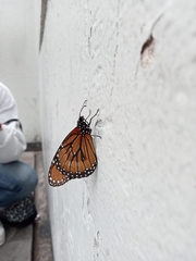 Danaus eresimus montezuma