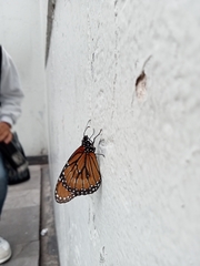 Danaus eresimus montezuma