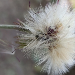 Asteraceae