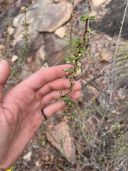Phyllanthus pinnatus