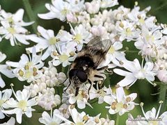 Cheilosia illustrata