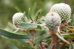 Leucadendron galpinii
