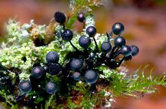 Lamproderma columbinum