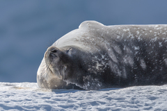 Leptonychotes weddellii