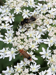 Cheilosia illustrata