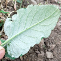 Asteraceae