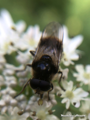 Cheilosia illustrata