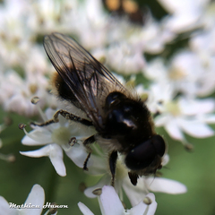 Cheilosia illustrata