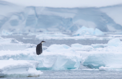 Aptenodytes forsteri