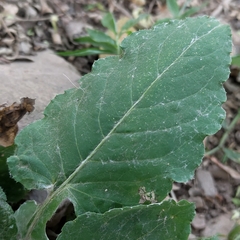 Asteraceae