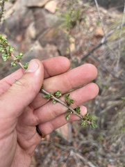 Phyllanthus pinnatus