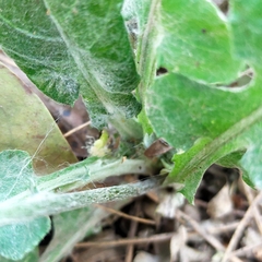 Asteraceae