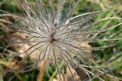 Pulsatilla