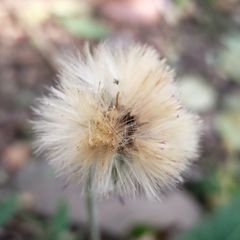 Asteraceae