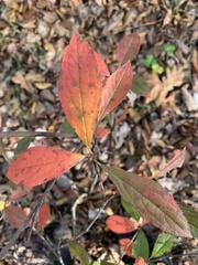 Aronia arbutifolia