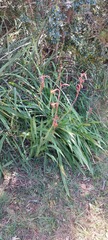 Watsonia meriana