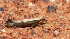 Plutella xylostella-australiana