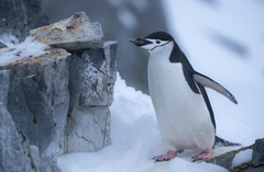 Pygoscelis antarcticus