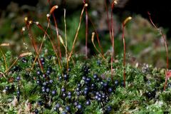 Lamproderma columbinum