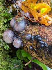 Daldinia concentrica