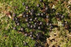 Lamproderma columbinum