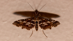 Diasemiopsis ramburialis