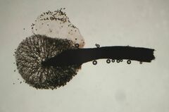 Lamproderma columbinum