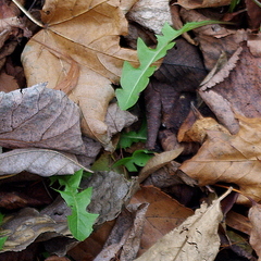 Taraxacum officinale