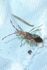 Gonocerus juniperi