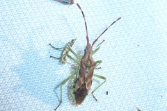 Gonocerus juniperi
