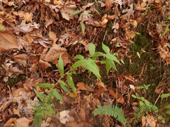 Solidago ouachitensis
