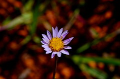 Afroaster serrulatus