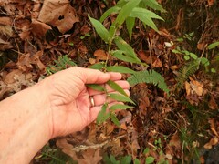 Solidago ouachitensis