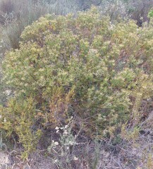 Leucadendron lanigerum lanigerum