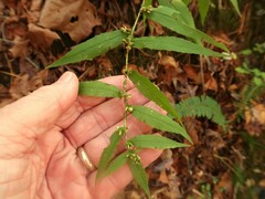 Solidago ouachitensis