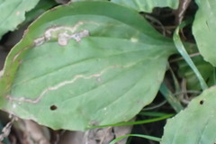 Phytomyza plantaginis